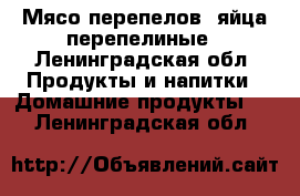 Мясо перепелов ,яйца перепелиные - Ленинградская обл. Продукты и напитки » Домашние продукты   . Ленинградская обл.